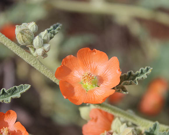  Sphaeralcea emoryi